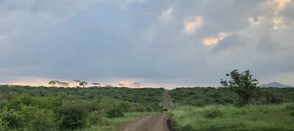 Early morning safari at Zulu Nyala